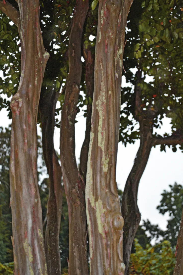BRP Tree Trunks