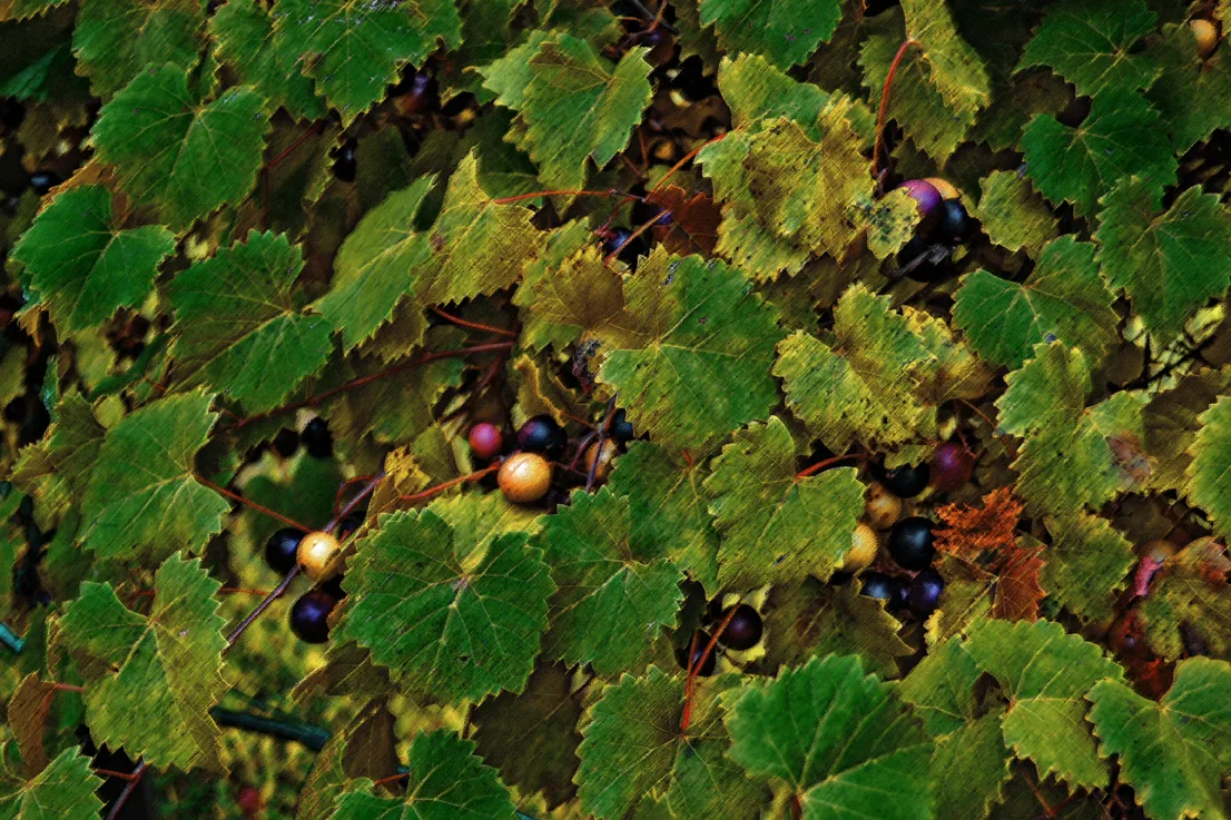 Grapes 5