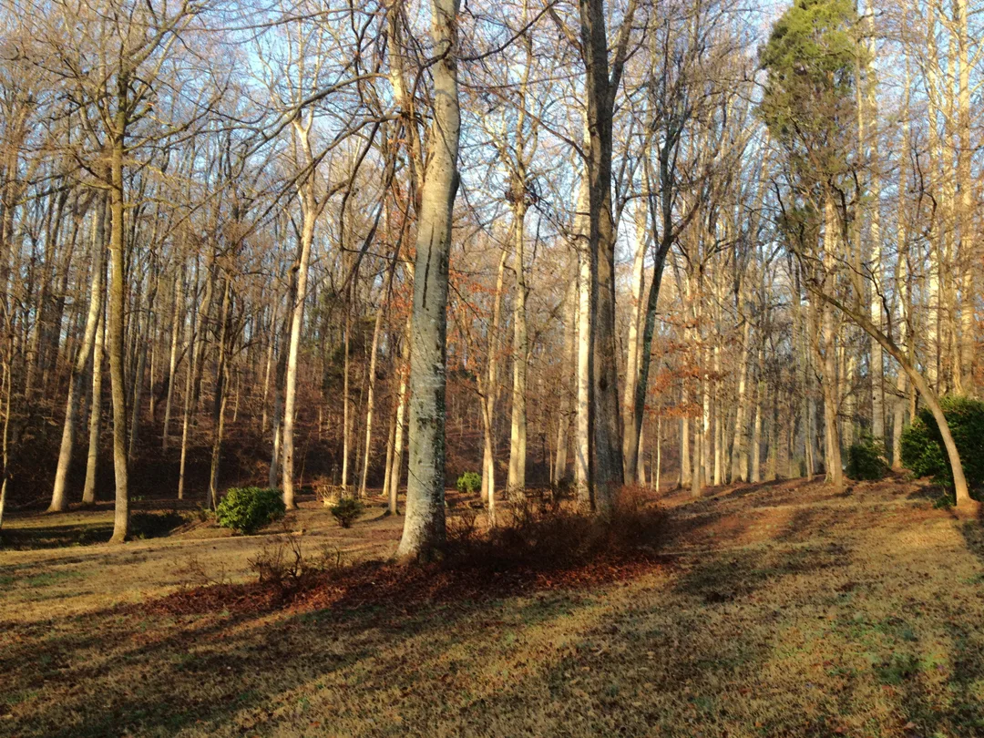 Denham backyard