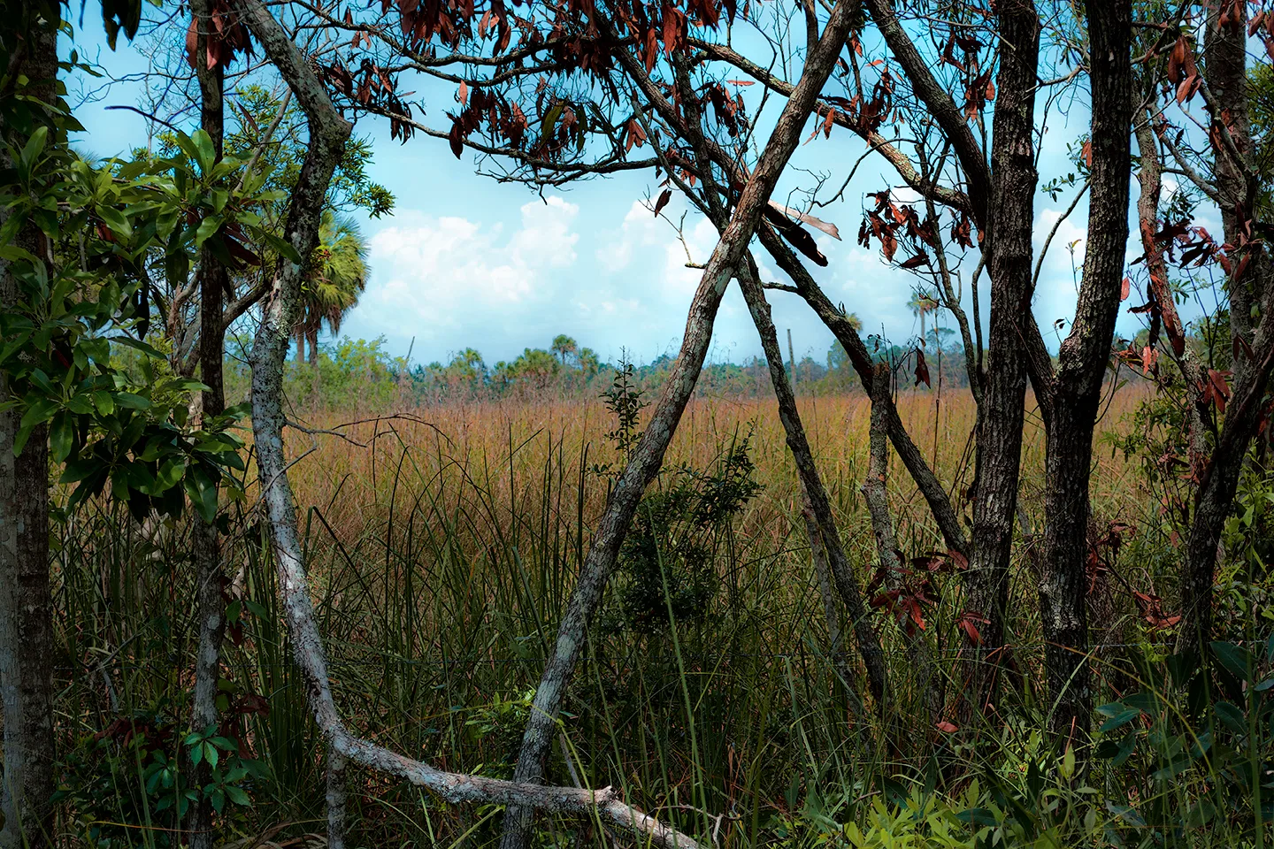 Cedarkey 4