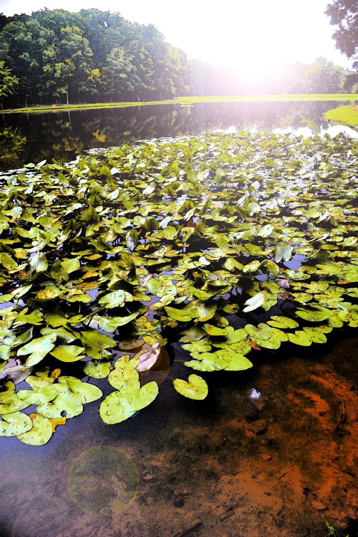 Lily Pad Scl 4