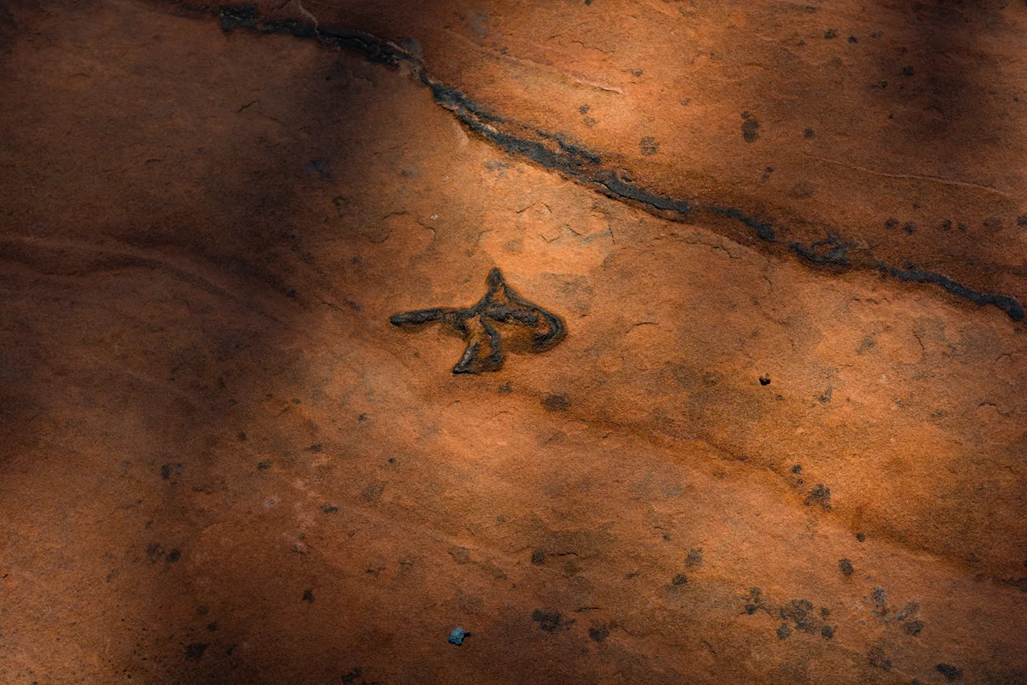Dinosaurtrack 5