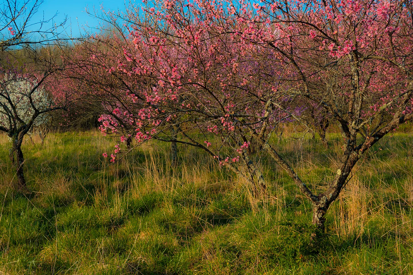 Bloomingtrees 3