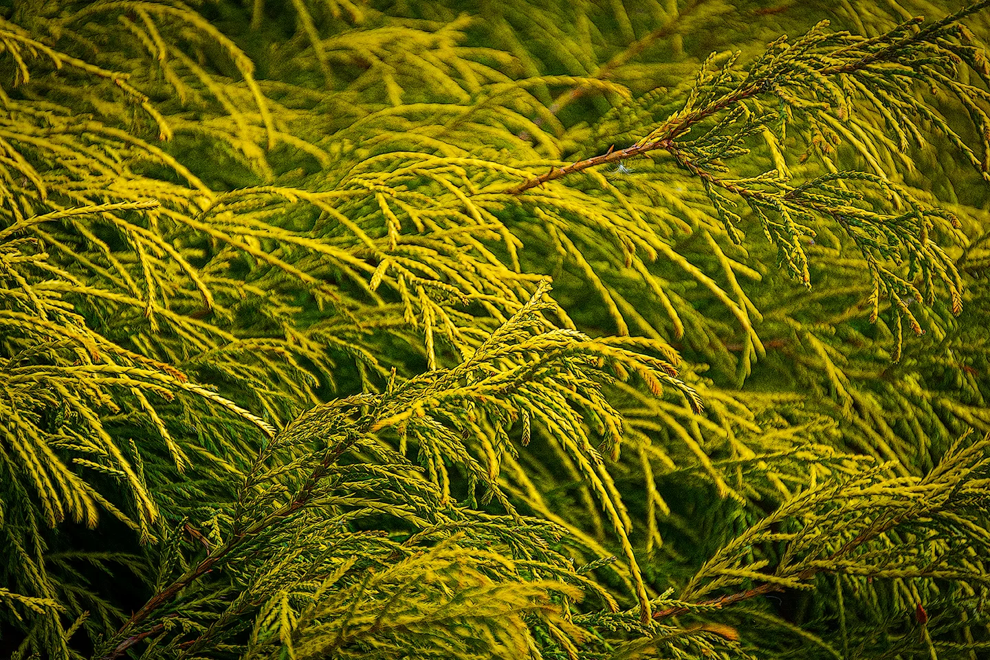Yellowfir 1