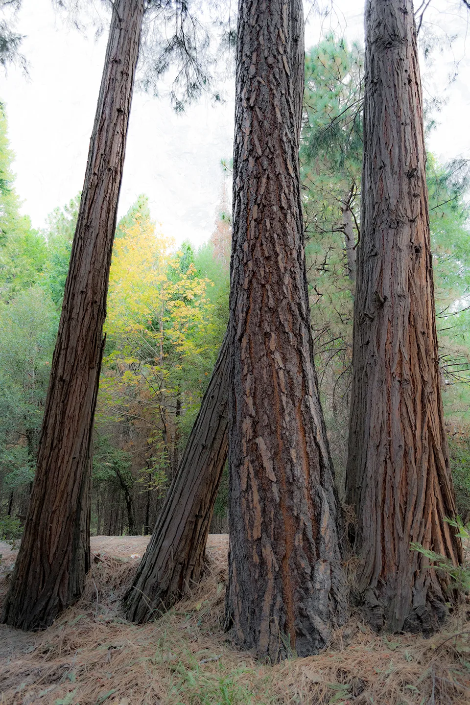 Yosemite 33
