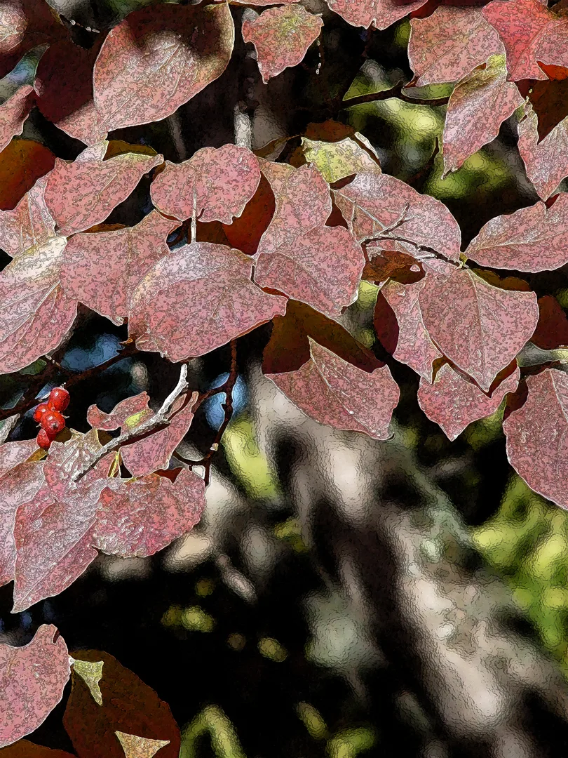 Dogwood 11 x 15