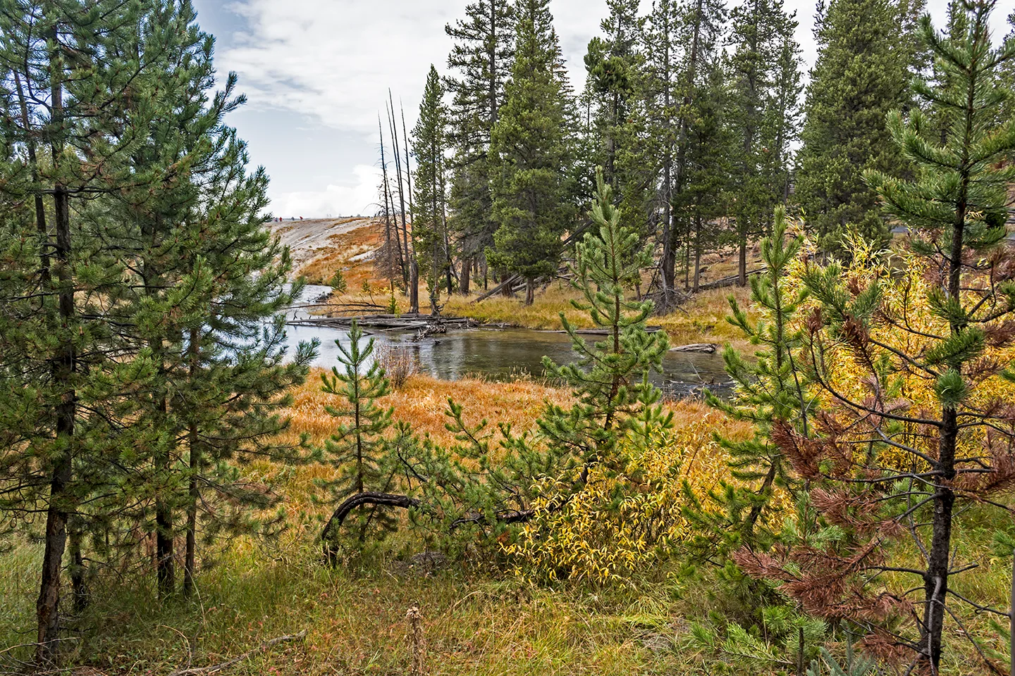 Yellowstone 6