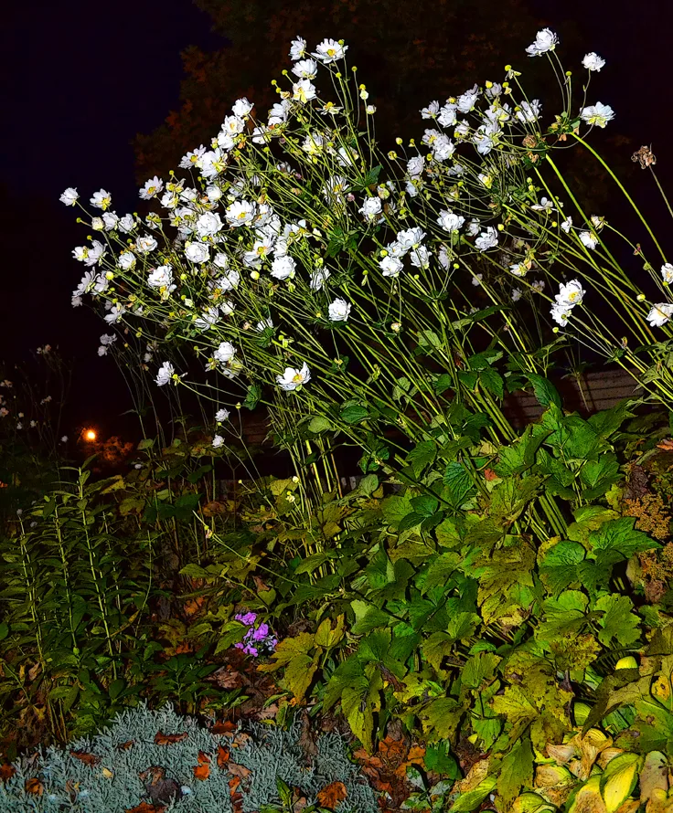Flowers Br