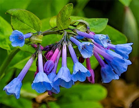 Bluebells