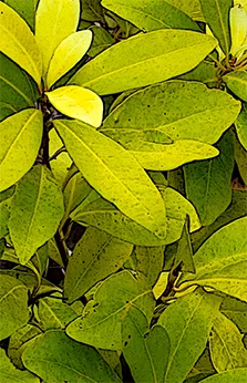 1 Yellowplant 2