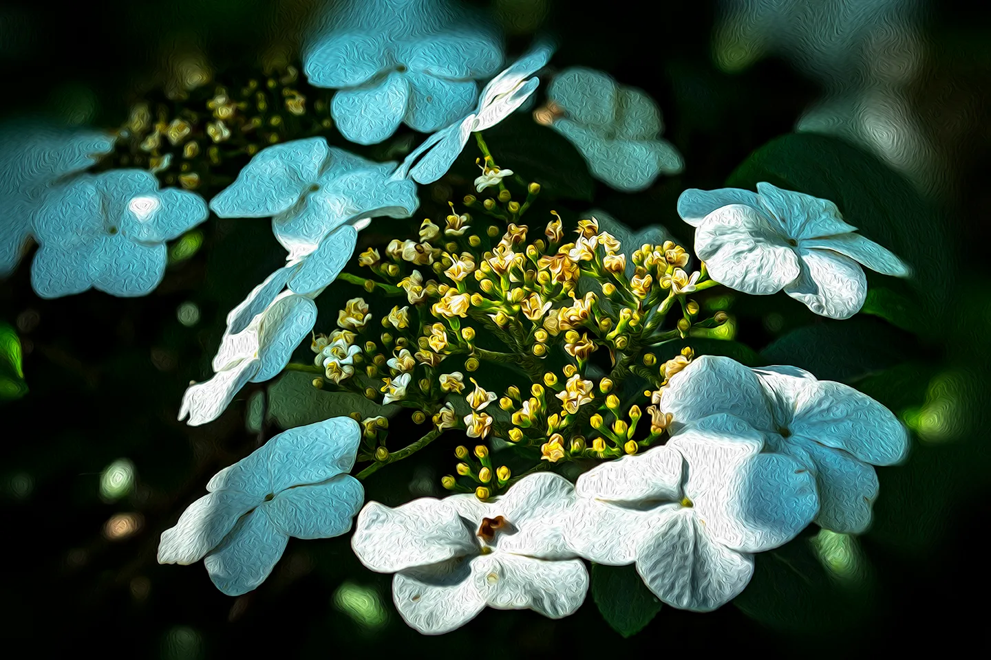 Hydrandgea 1
