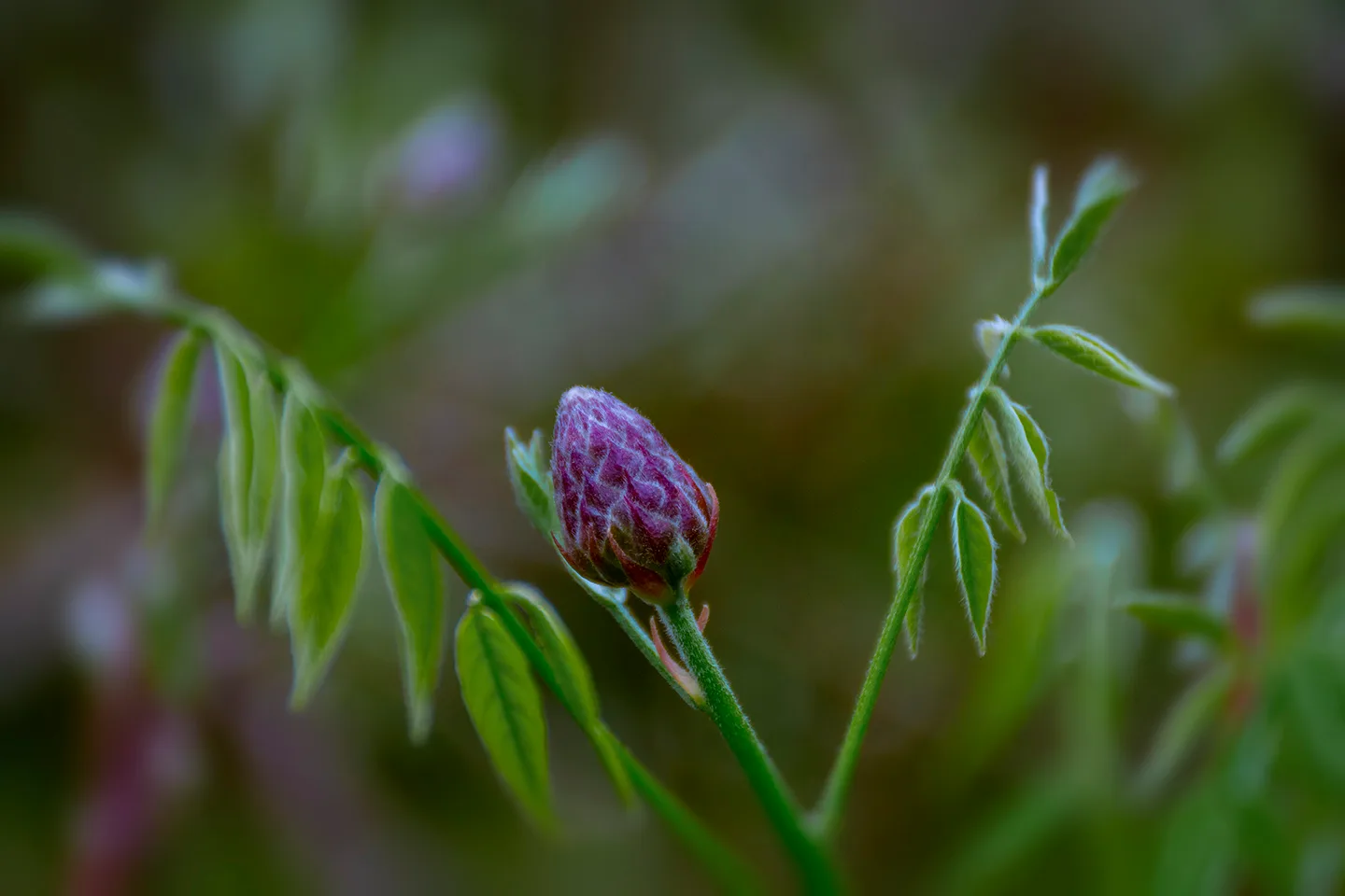 Wisteria 1