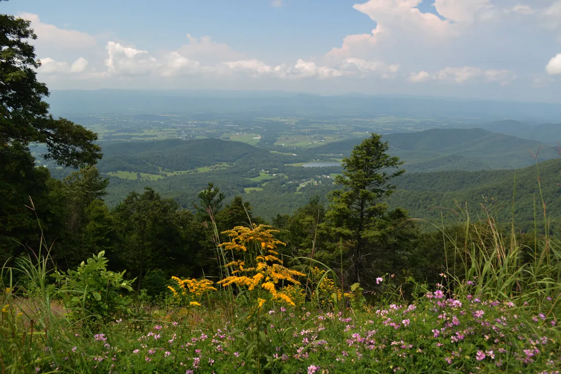 Wildflowers 5