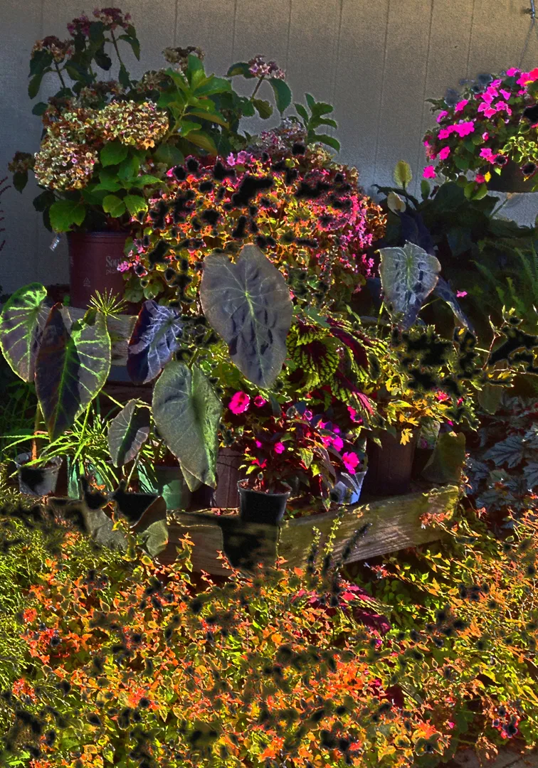Plants 2