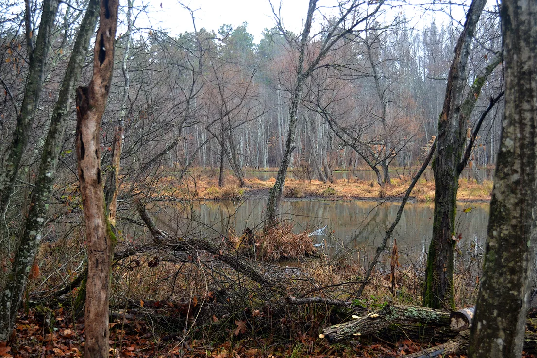 Coriher Park 1