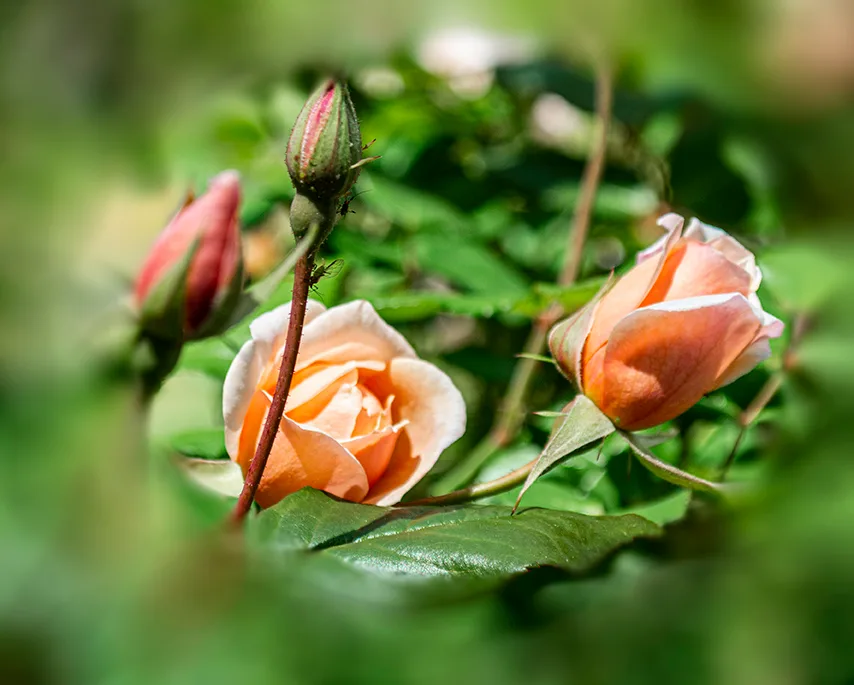 Rose 1