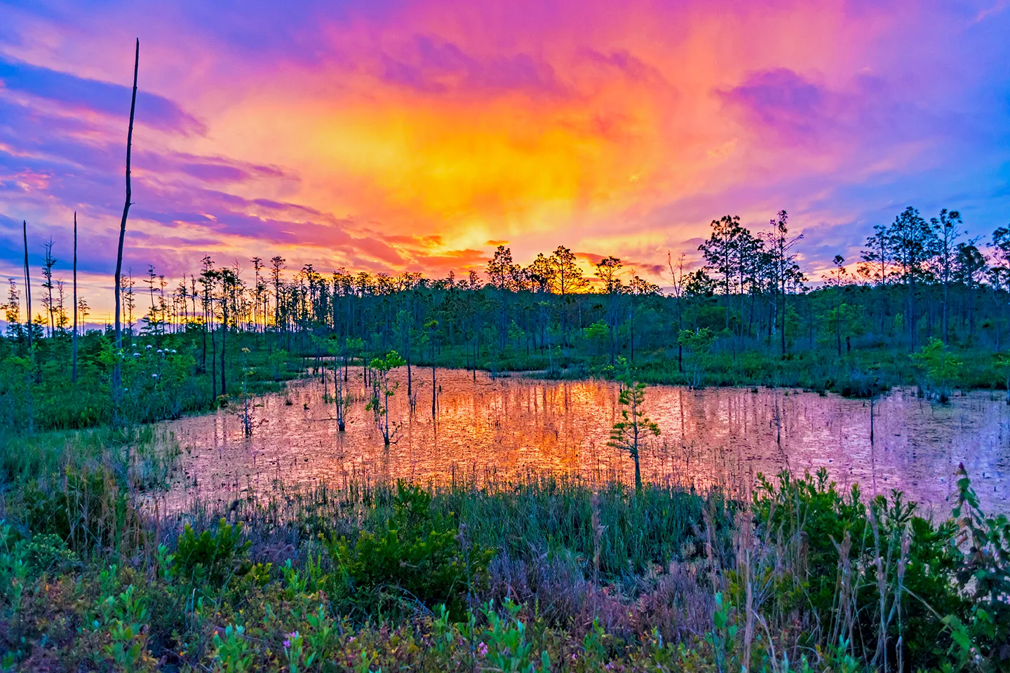 Flswamp 5