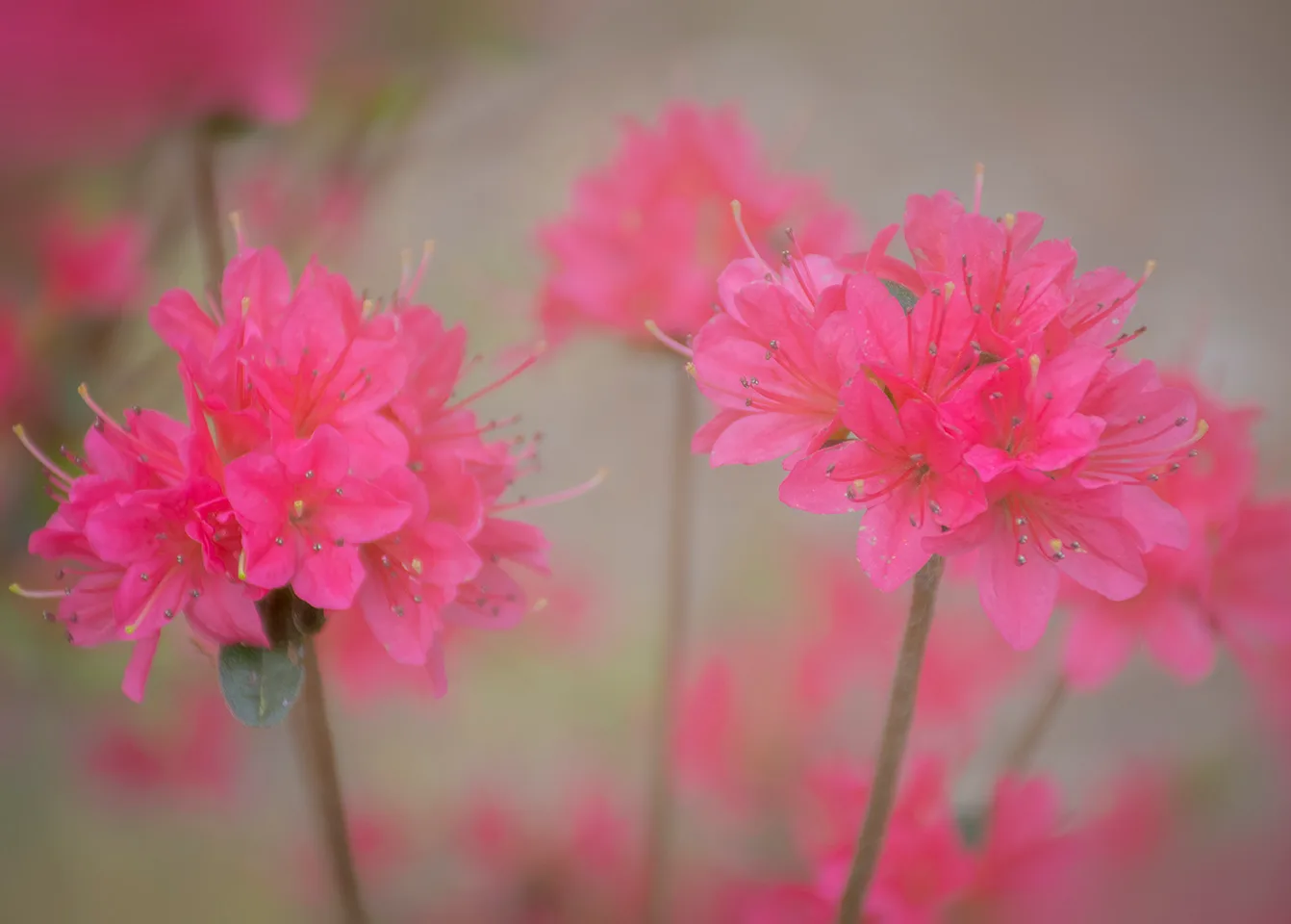 Pinkazalea 1