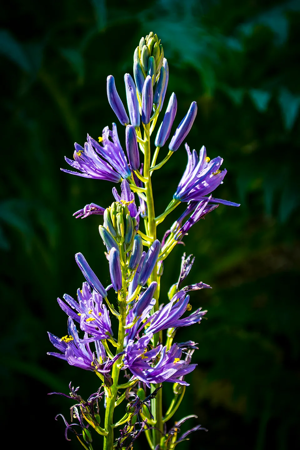 Flower 3