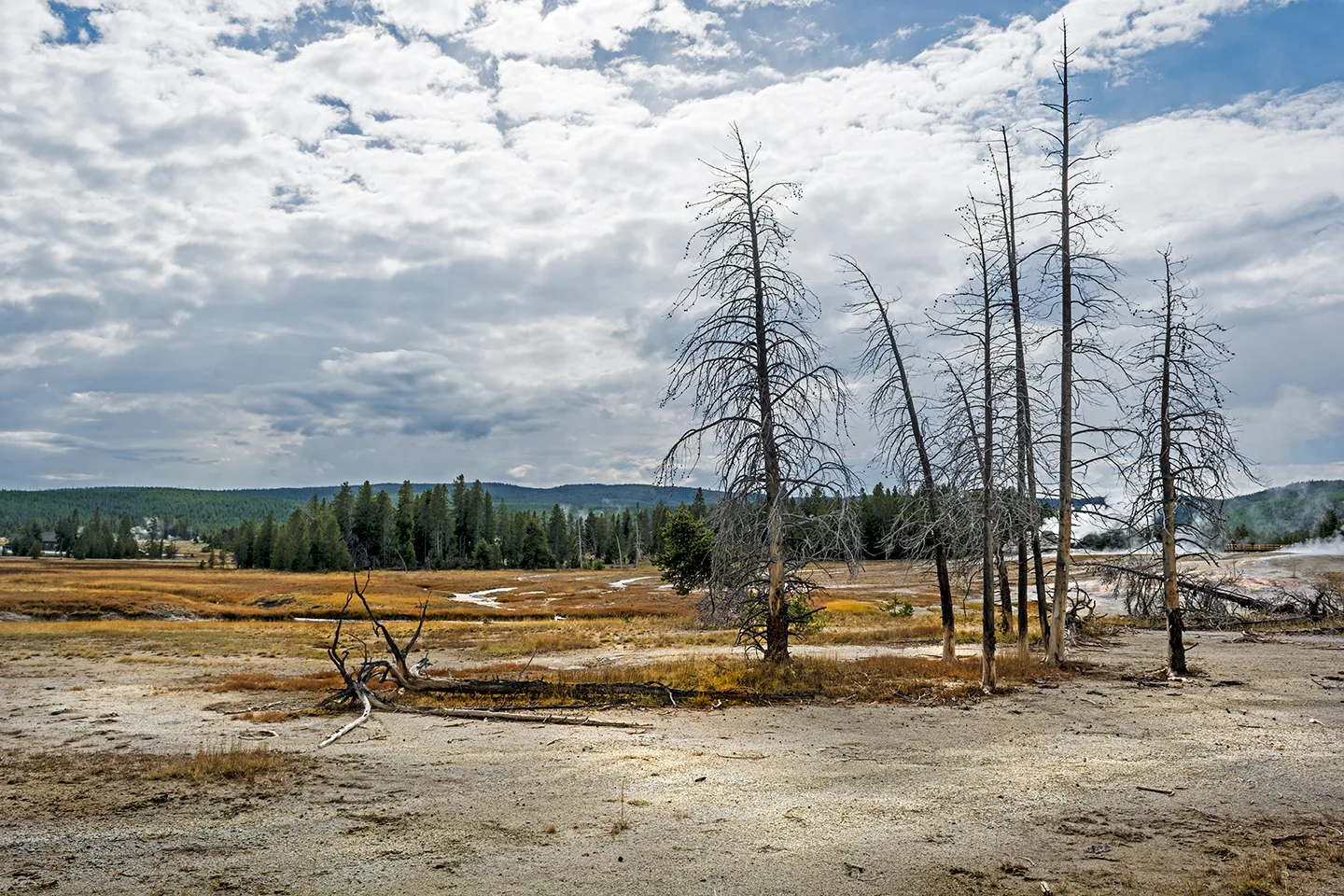 Yellowstone 11