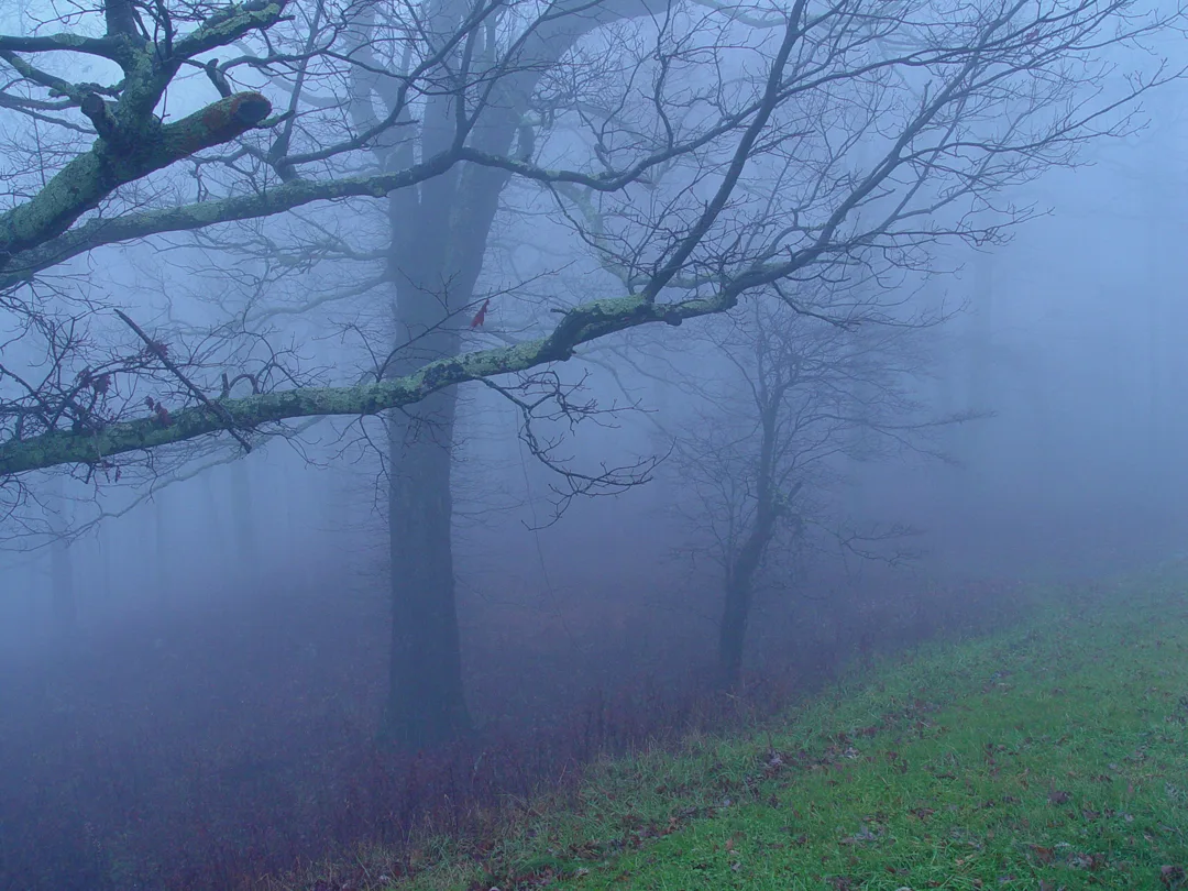 Mtn Fog 2