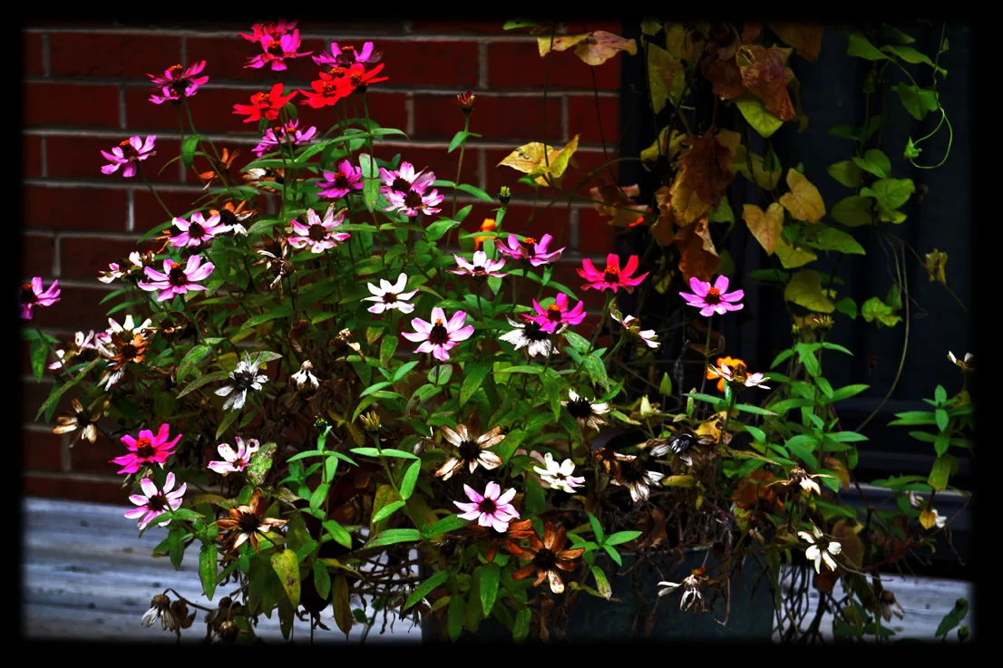 pink flowers Jean