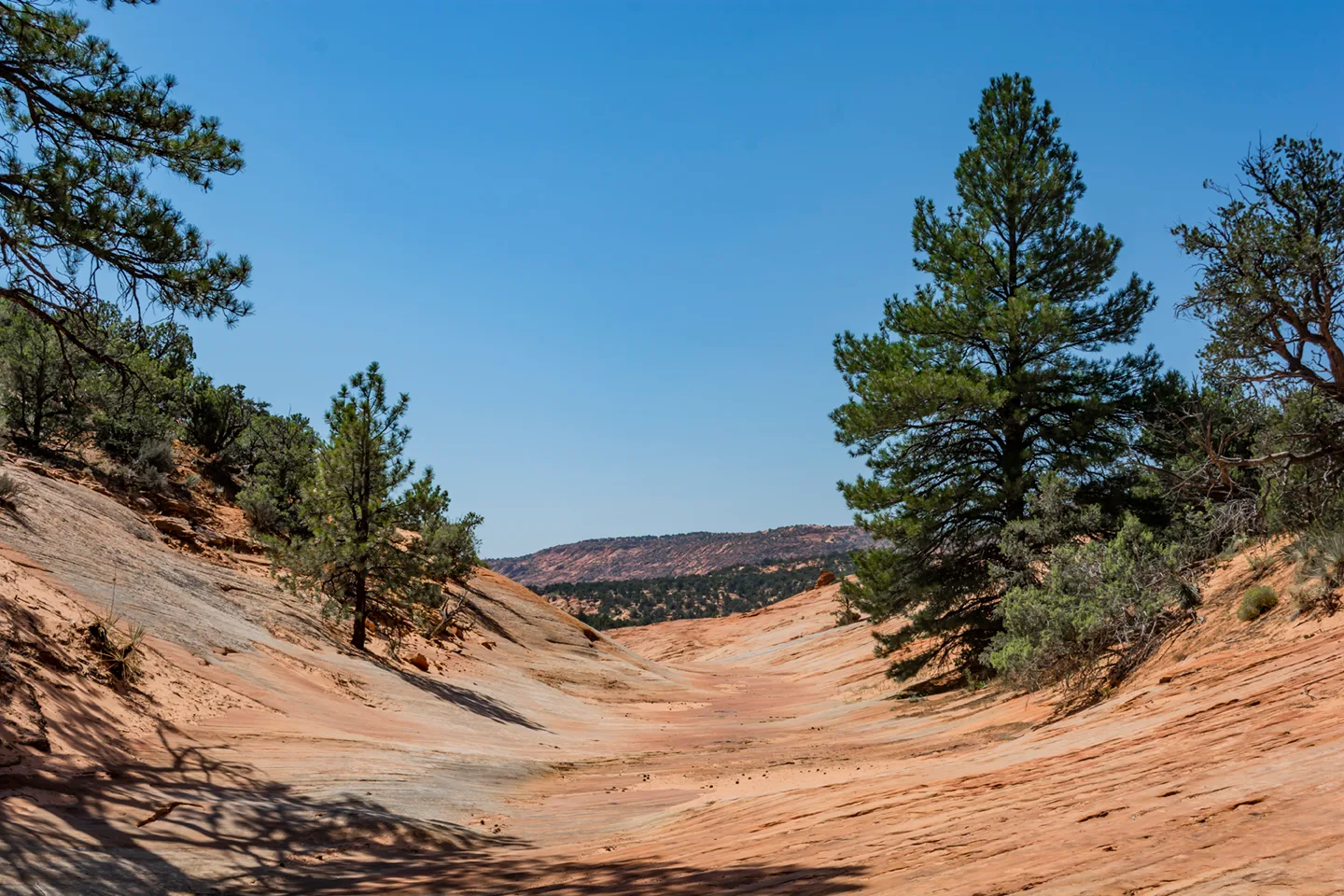 Dinosaurtracks 1