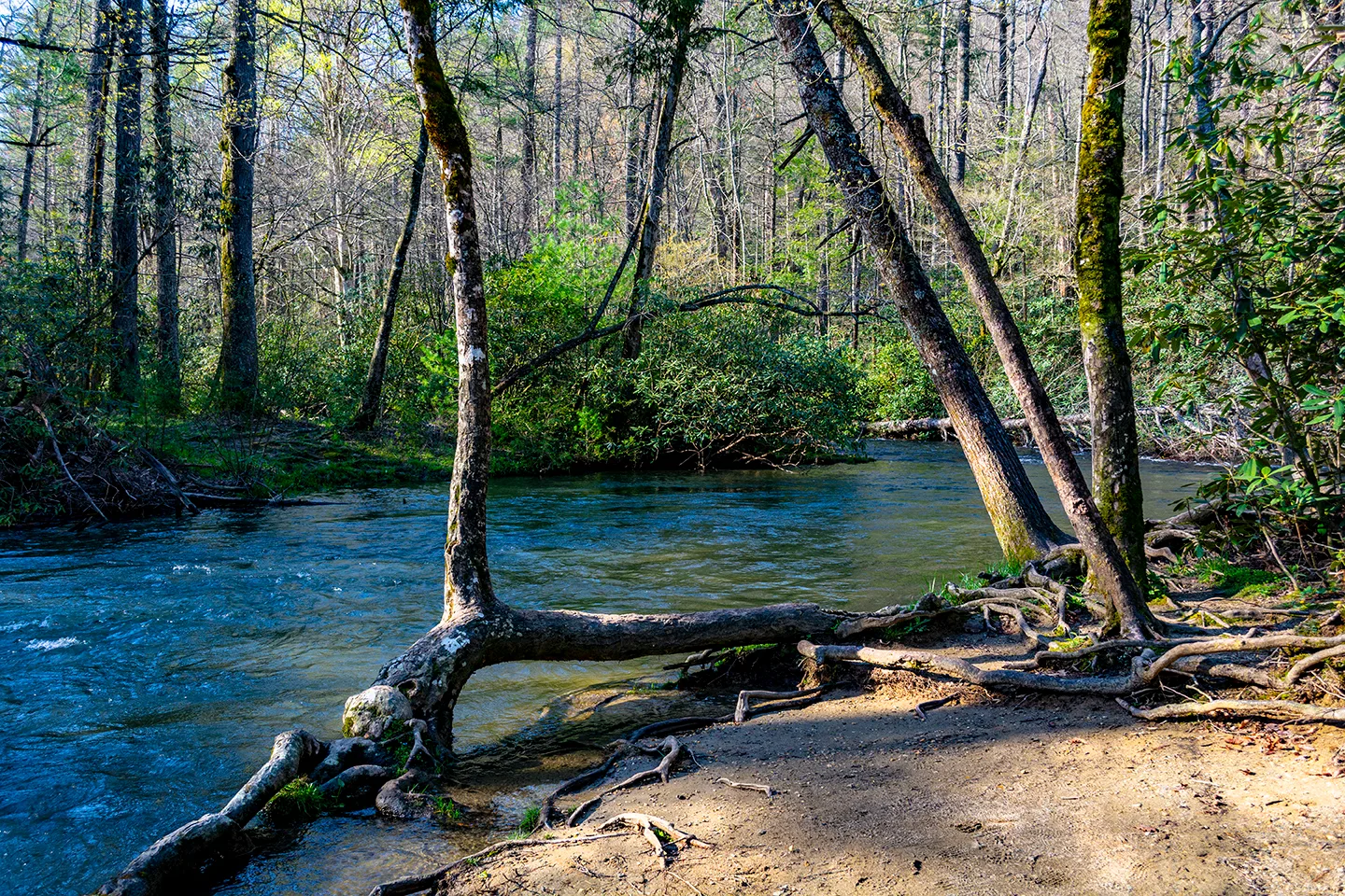 Cadescove 11