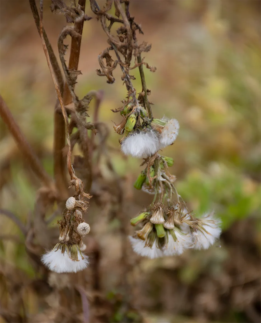 Driedflower 2