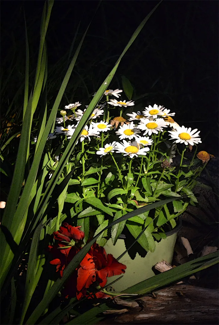 Daisies 2