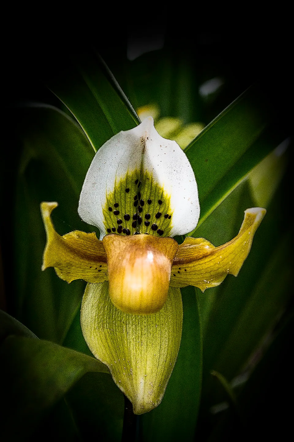 Orchid 1 Ncc