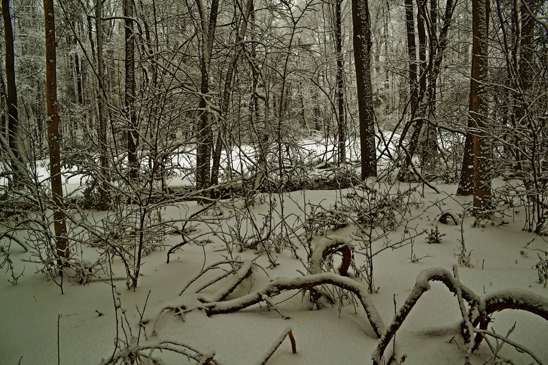 Creek Branch 4