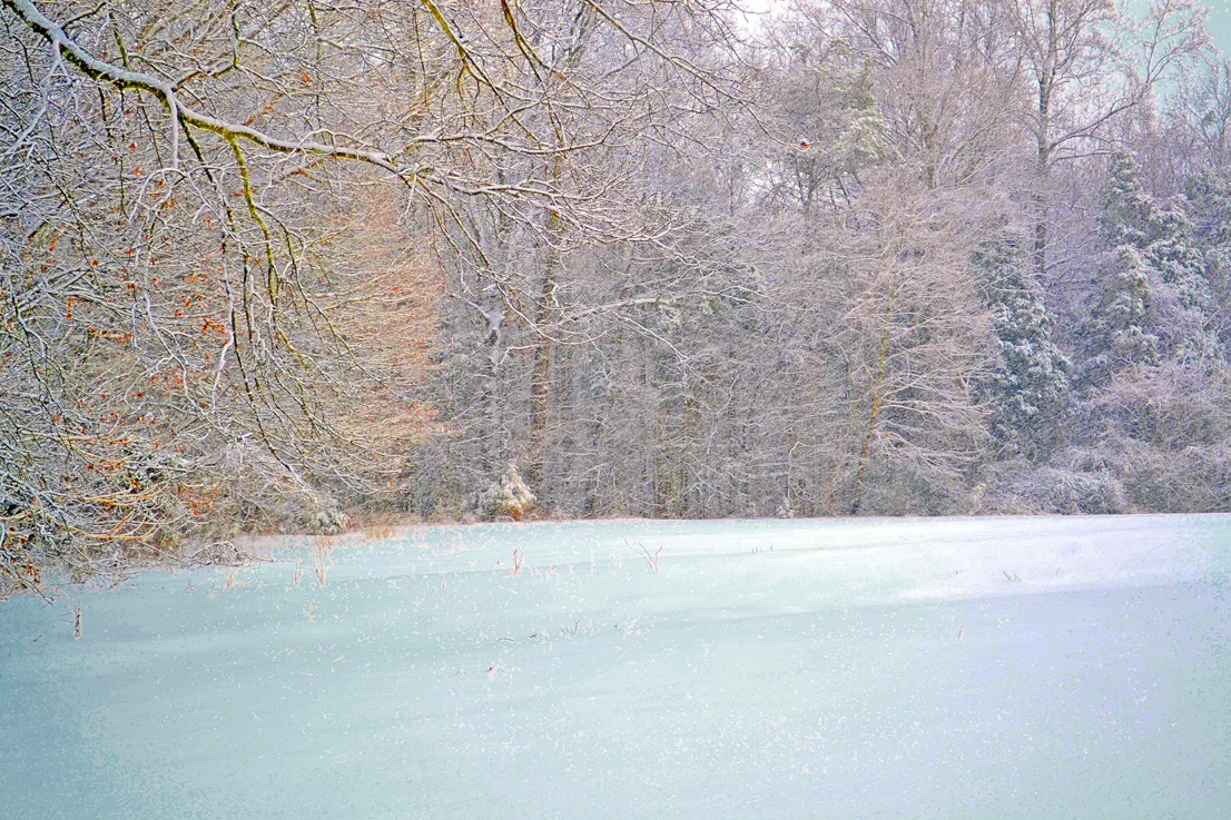 Yard Snow 25
