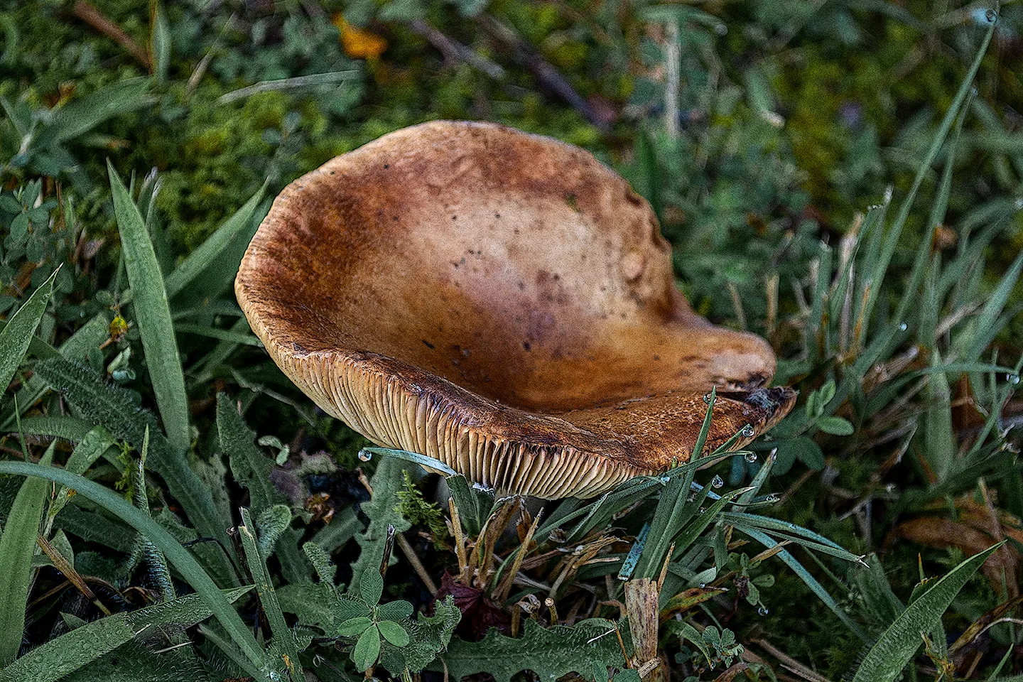 Toadstool 5