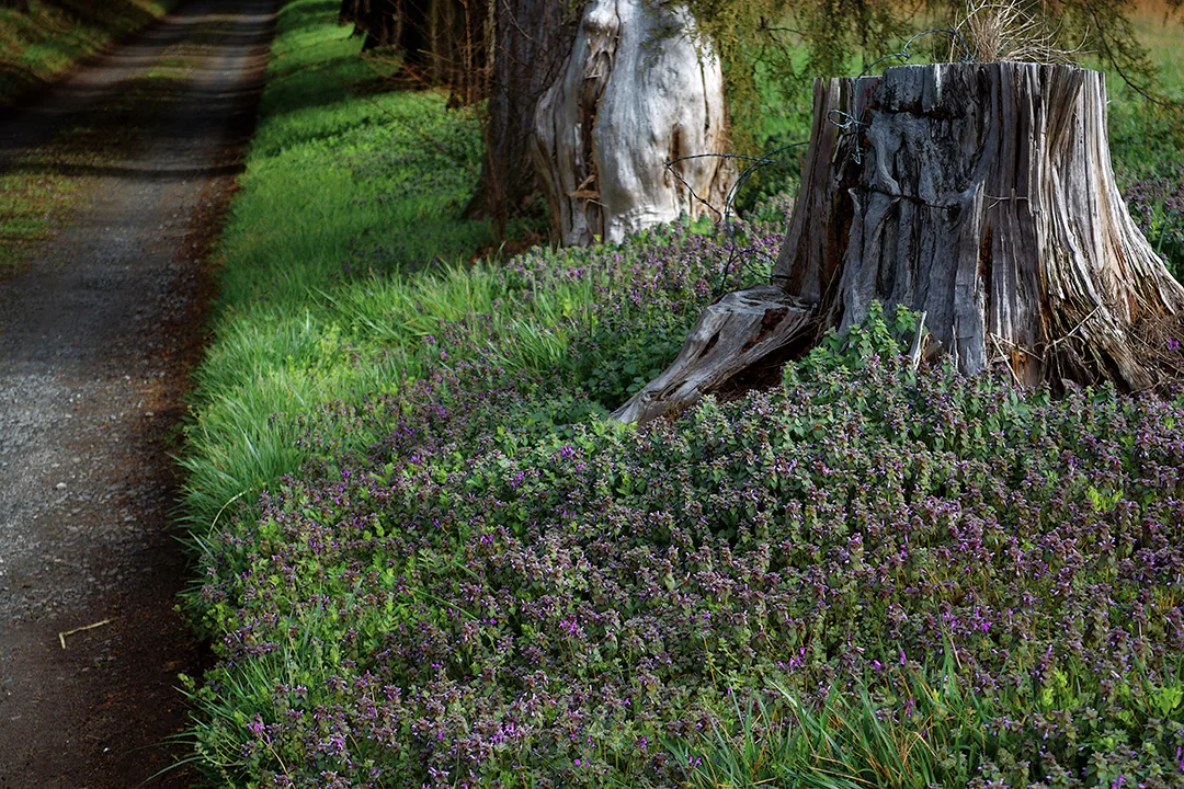 Cedar Lane 2015 Two