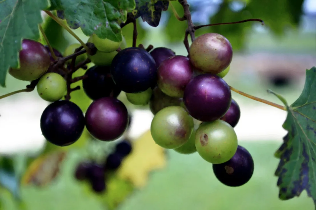 Grapes 3