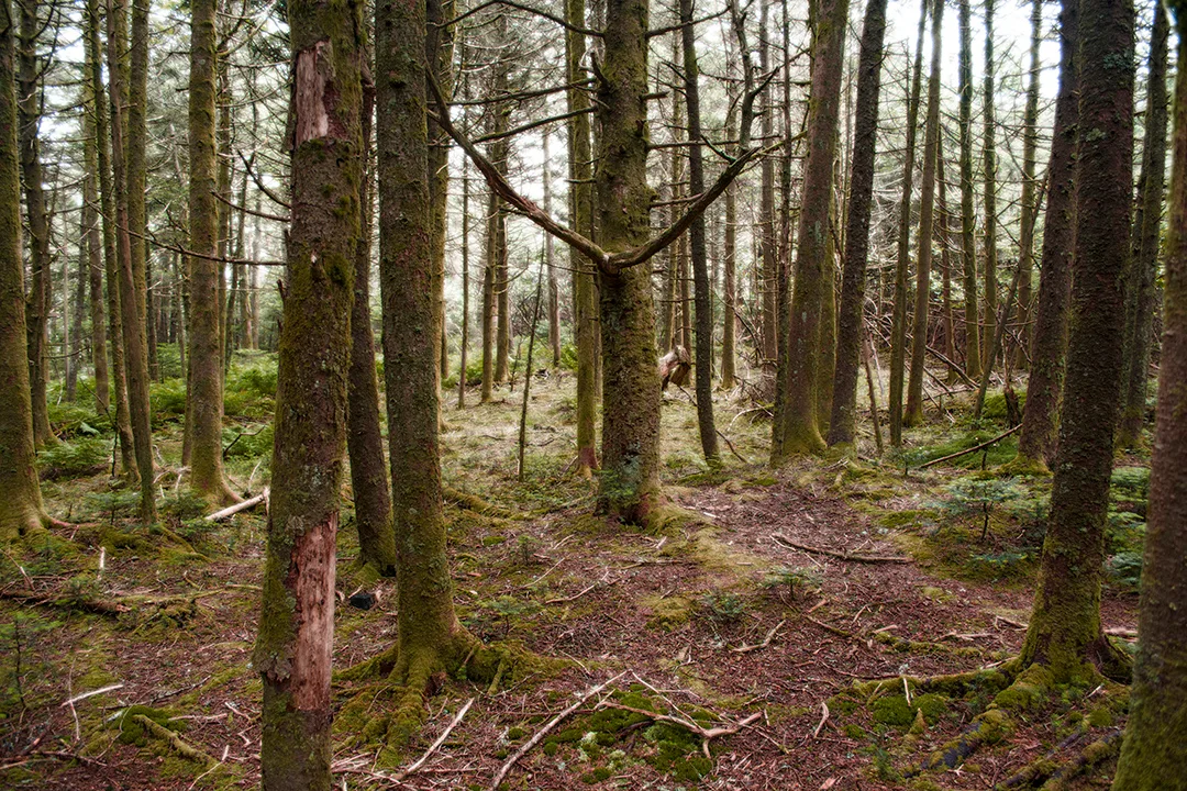 Roantrail 5