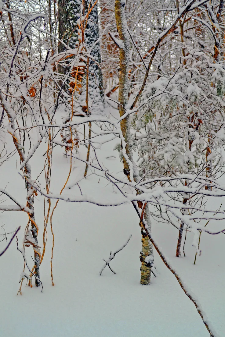 Yard Snow 10