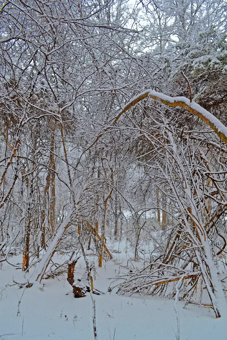 Woods