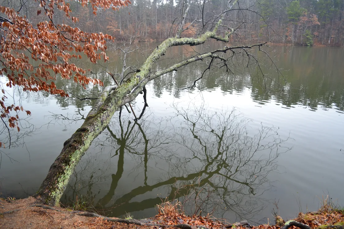 Coriher Park 5