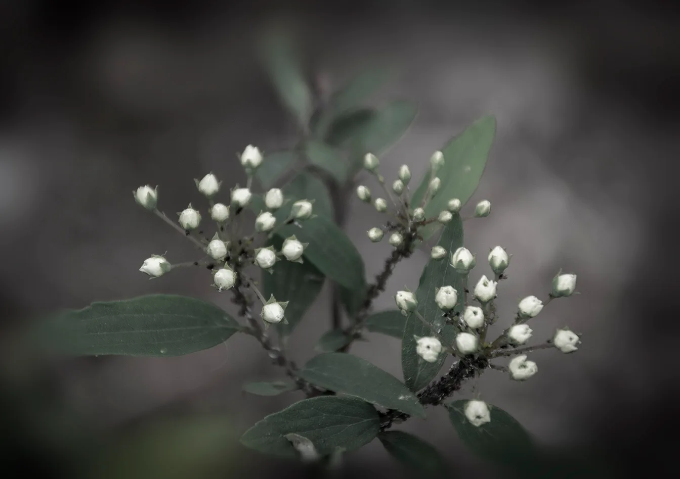 Whiteflower 1