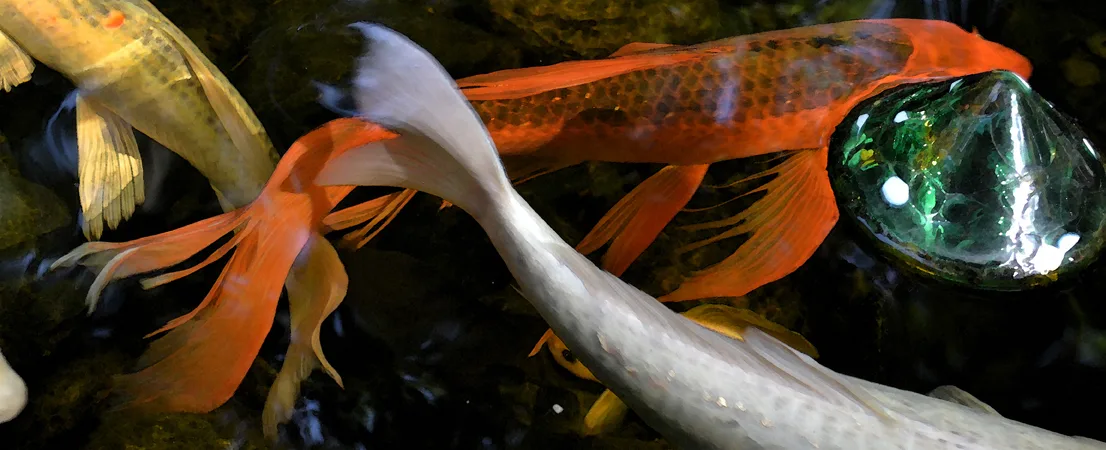fish Tails