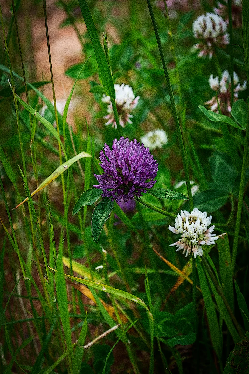 Clover 1
