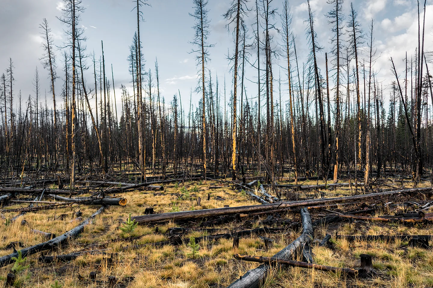 Yellowstone 47