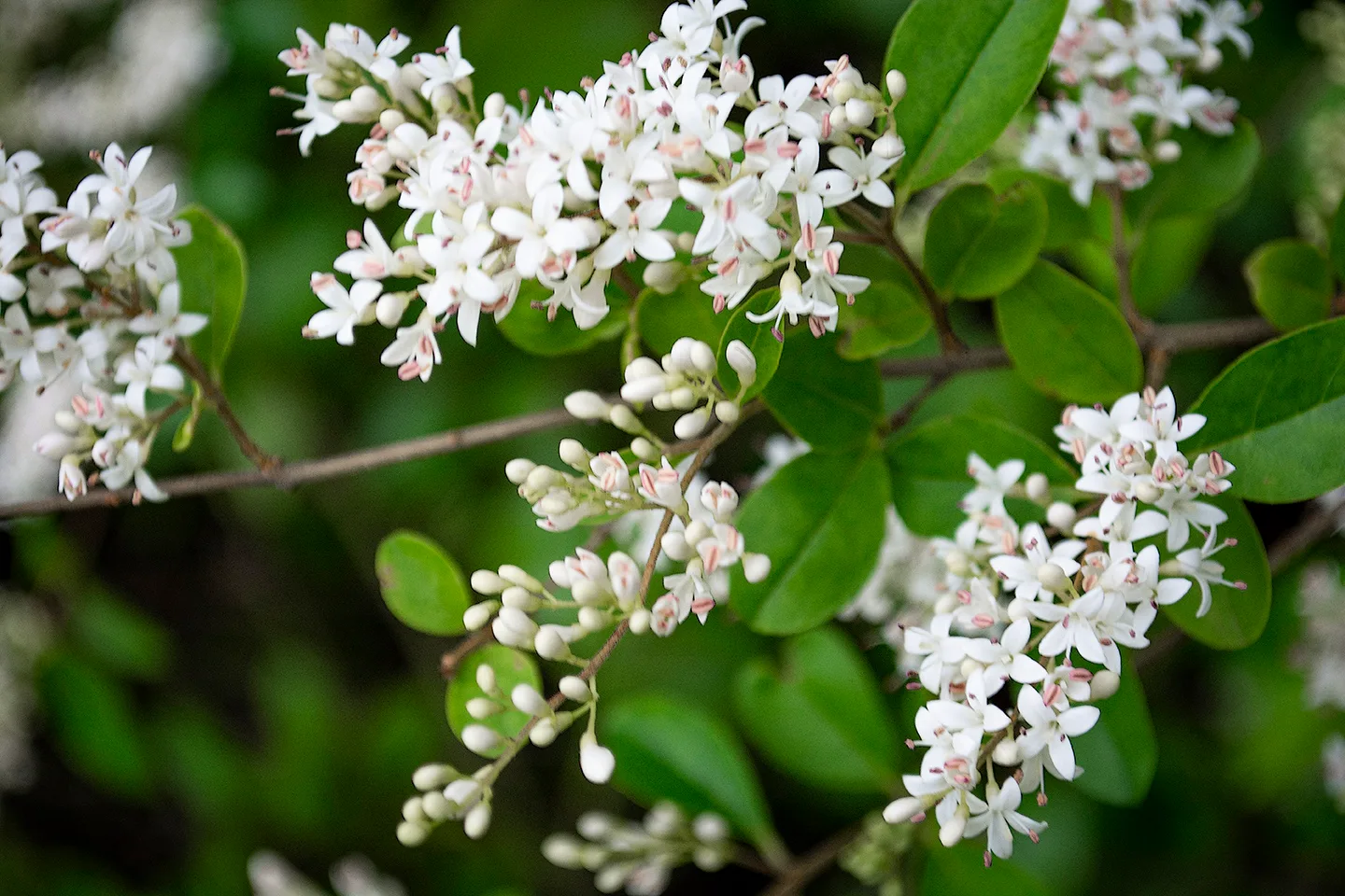 Ligustrum