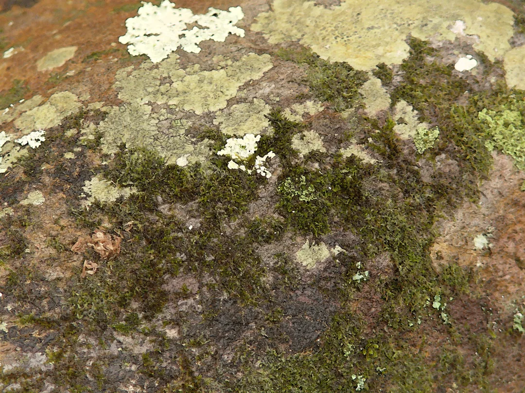 Moss 2