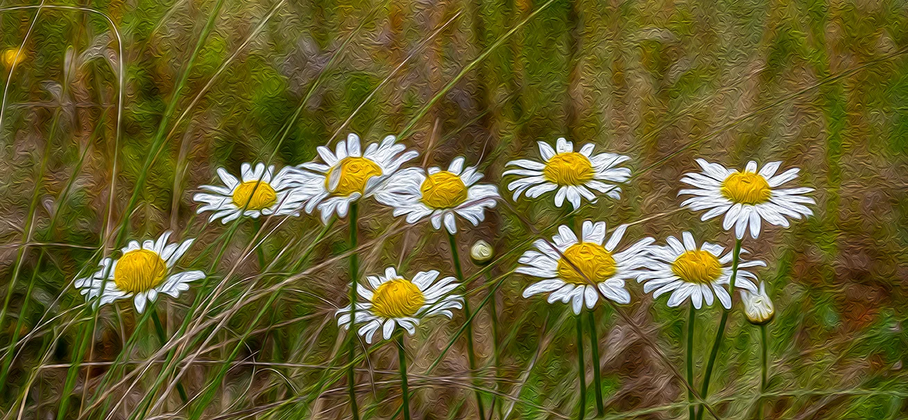 Whitedaisies 1