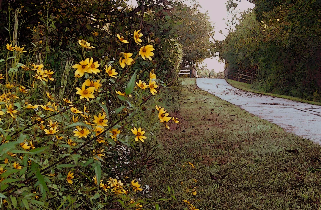 Daisies Golden