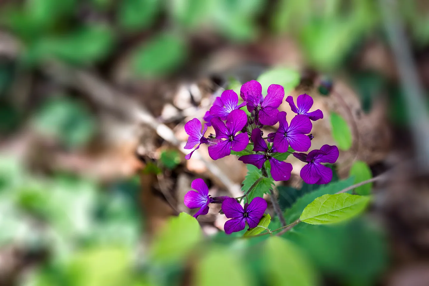 Purpleflower 2