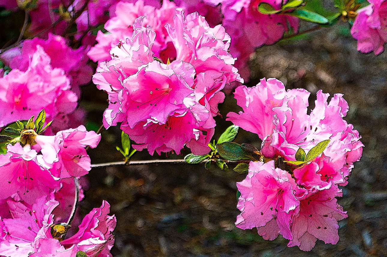 Pinkazalea 1